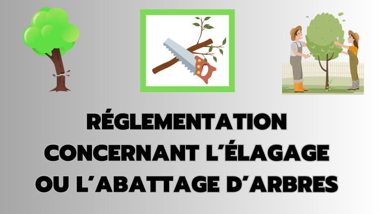 Arrêté n°2023-81 concernant l&rsquo;élagage ou l&rsquo;abattage d&rsquo;arbres