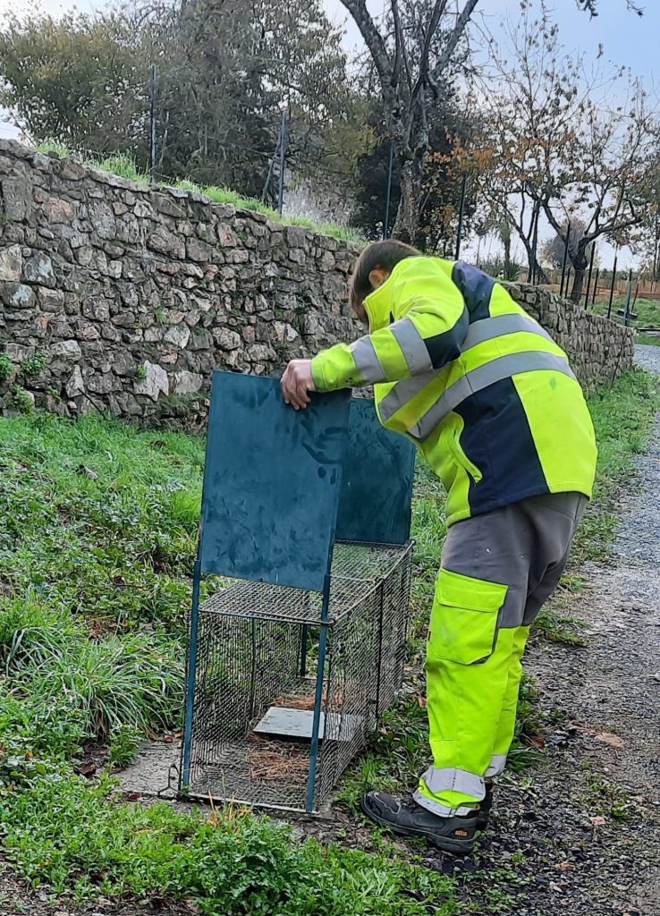 MunicipalitÉ Campagne De Stérilisation Des Chats