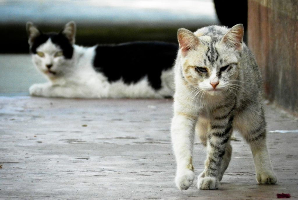 Stray Cat 175733 1280