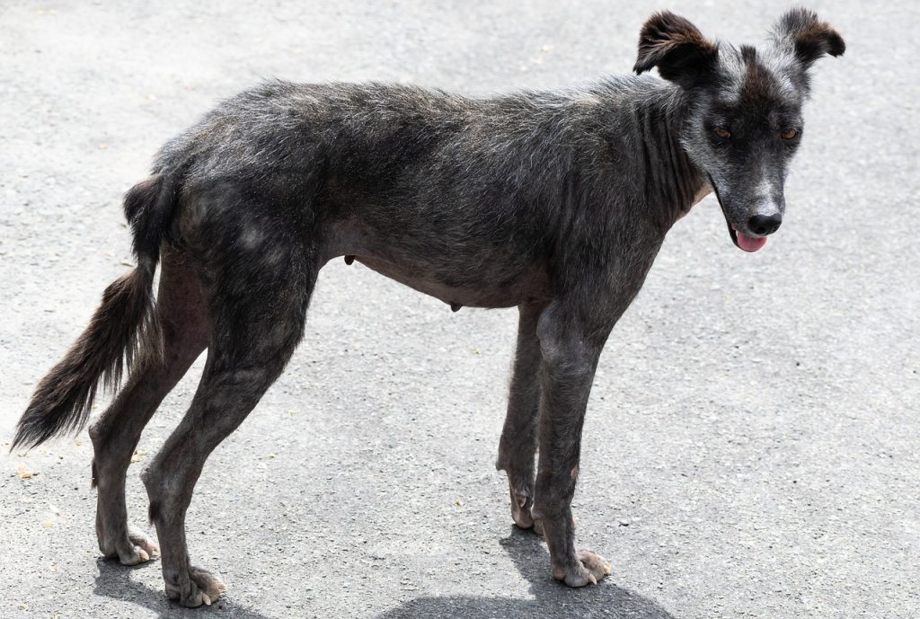 Stray Dog 5021317 1280