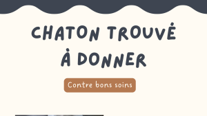 Chaton trouvé à donner