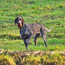 dog-3226809_1280