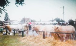 foire primée