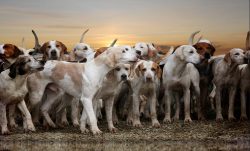 Hound Dogs 4432951 1280